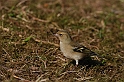 Chaffinch female - H